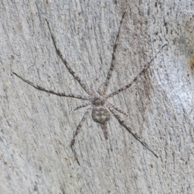 Tamopsis eucalypti (A two-tailed spider) at Lyneham, ACT - 16 Apr 2024 by AlisonMilton