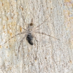 Tamopsis sp. (genus) (Two-tailed spider) at Lyneham, ACT - 16 Apr 2024 by AlisonMilton