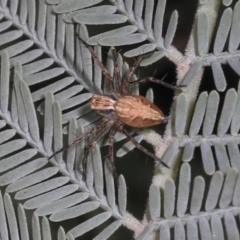 Oxyopes sp. (genus) (Lynx spider) at Magpie Hill Park, Lyneham - 16 Apr 2024 by AlisonMilton