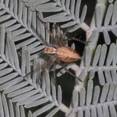 Oxyopes (genus) (Lynx spider) at Magpie Hill Park, Lyneham - 16 Apr 2024 by AlisonMilton