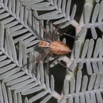 Oxyopes (genus) (Lynx spider) at Magpie Hill Park, Lyneham - 16 Apr 2024 by AlisonMilton