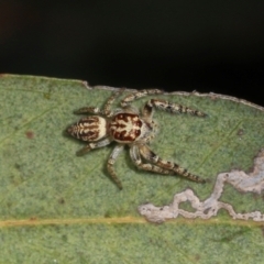 Opisthoncus serratofasciatus (Chevronned jumper) at Lyneham, ACT - 16 Apr 2024 by AlisonMilton