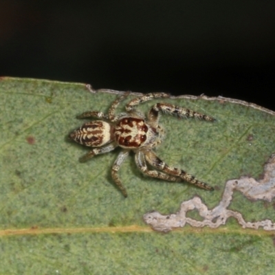 Opisthoncus serratofasciatus (Chevronned jumper) at Lyneham, ACT - 16 Apr 2024 by AlisonMilton