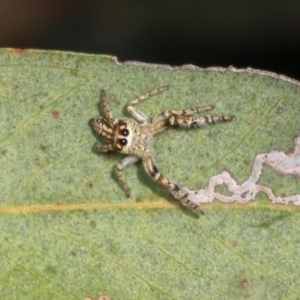 Opisthoncus serratofasciatus at Magpie Hill Park, Lyneham - 16 Apr 2024 11:44 AM