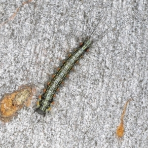 Anestia (genus) at Magpie Hill Park, Lyneham - 16 Apr 2024