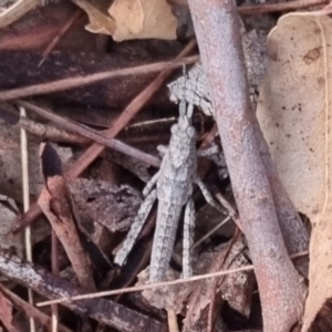 Coryphistes ruricola at QPRC LGA - 17 Apr 2024