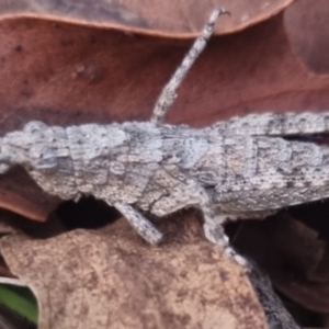 Coryphistes ruricola at QPRC LGA - 17 Apr 2024