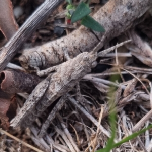 Coryphistes ruricola at QPRC LGA - 17 Apr 2024