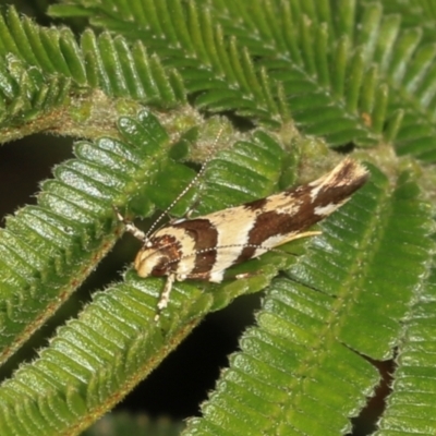 Macrobathra aphristis (A Gelechioid moth) at Magpie Hill Park, Lyneham - 16 Apr 2024 by AlisonMilton