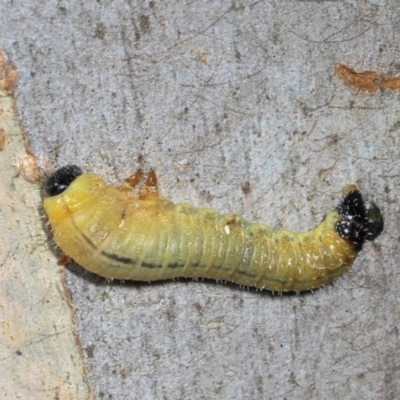 Pseudoperga sp. (genus) (Sawfly, Spitfire) at Lyneham, ACT - 16 Apr 2024 by AlisonMilton