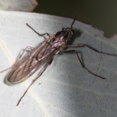 Boreoides subulatus (Wingless Soldier Fly) at O'Connor, ACT - 16 Apr 2024 by AlisonMilton