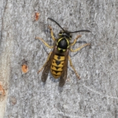 Vespula germanica (German Yellowjacket Wasp (also known as European Wasp)) at Magpie Hill Park, Lyneham - 16 Apr 2024 by AlisonMilton