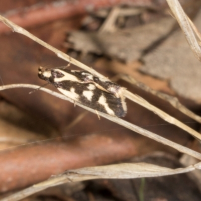 Epithymema incomposita (Chezela group) at O'Connor, ACT - 16 Apr 2024 by AlisonMilton