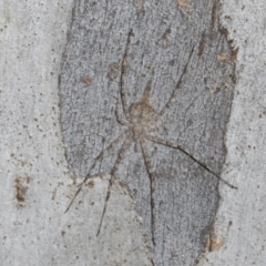 Tamopsis eucalypti (A two-tailed spider) at O'Connor, ACT - 16 Apr 2024 by AlisonMilton
