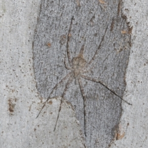 Tamopsis eucalypti at O'Connor, ACT - 16 Apr 2024 10:58 AM