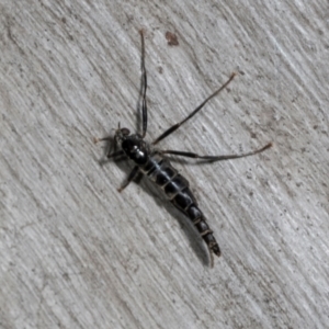 Boreoides subulatus at Magpie Hill Park, Lyneham - 16 Apr 2024