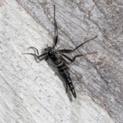 Boreoides subulatus at Magpie Hill Park, Lyneham - 16 Apr 2024