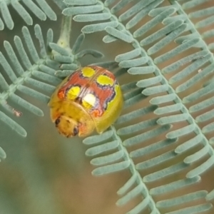 Paropsisterna gloriosa at Towrang, NSW - 17 Apr 2024