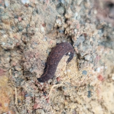 Ooperipatus costatus (A velvet worm) at Towrang, NSW - 17 Apr 2024 by clarehoneydove
