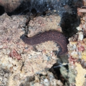 Ooperipatus costatus at Towrang, NSW - 17 Apr 2024