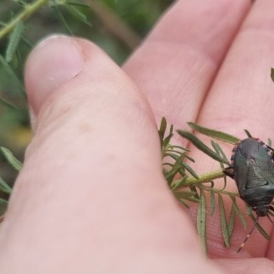 Notius depressus (Shield bug) at Towrang, NSW - 17 Apr 2024 by clarehoneydove