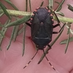 Notius depressus at Towrang, NSW - 17 Apr 2024 01:24 PM