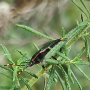 Notius depressus at Towrang, NSW - 17 Apr 2024