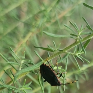 Notius depressus at Towrang, NSW - 17 Apr 2024