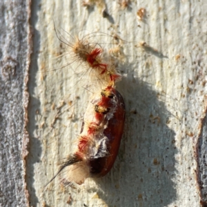 Trichiocercus sparshalli at QPRC LGA - 17 Apr 2024