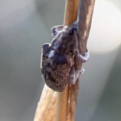 Gonipterus sp. (genus) (Eucalyptus Weevil) at Carwoola, NSW - 17 Apr 2024 by Hejor1