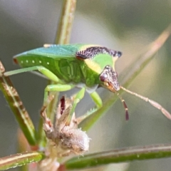 Cuspicona thoracica (Shield bug) at Carwoola, NSW - 17 Apr 2024 by Hejor1