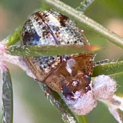 Paropsides umbrosa (A leaf beetle) at Carwoola, NSW - 17 Apr 2024 by Hejor1