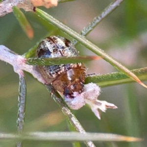 Paropsides umbrosa at QPRC LGA - 17 Apr 2024