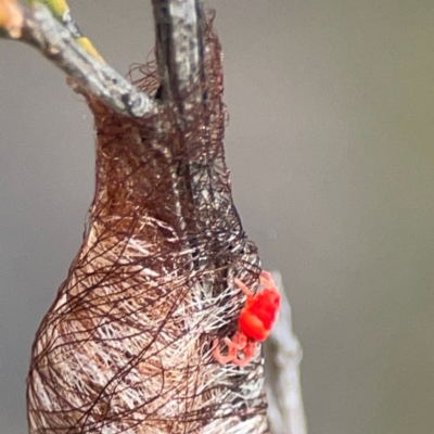 Trombidiidae (family) (Red velvet mite) at Carwoola, NSW - 17 Apr 2024 by Hejor1