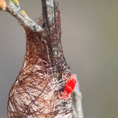 Trombidiidae (family) (Red velvet mite) at QPRC LGA - 17 Apr 2024 by Hejor1