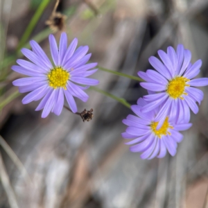 Brachyscome rigidula at QPRC LGA - 17 Apr 2024