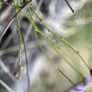 Brachyscome rigidula at QPRC LGA - 17 Apr 2024