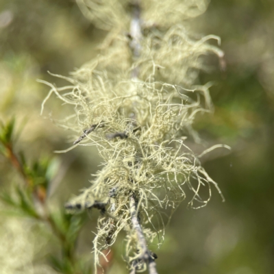 Usnea sp. (genus) (Bearded lichen) at QPRC LGA - 17 Apr 2024 by Hejor1