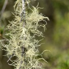 Usnea sp. (genus) at QPRC LGA - 17 Apr 2024 01:46 PM