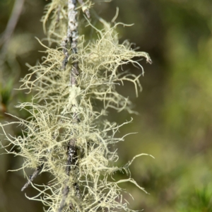 Usnea sp. (genus) at QPRC LGA - 17 Apr 2024