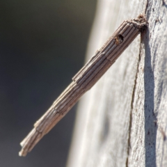 Lepidoscia arctiella (Tower Case Moth) at Carwoola, NSW - 17 Apr 2024 by Hejor1