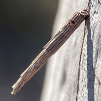 Lepidoscia arctiella (Tower Case Moth) at Carwoola, NSW - 17 Apr 2024 by Hejor1