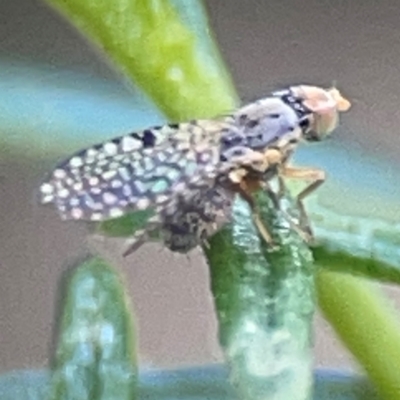 Tephritidae sp. (family) (Unidentified Fruit or Seed fly) at QPRC LGA - 17 Apr 2024 by Hejor1