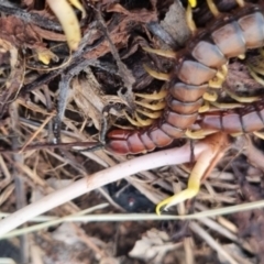 Cormocephalus aurantiipes (Orange-legged Centipede) at QPRC LGA - 17 Apr 2024 by clarehoneydove
