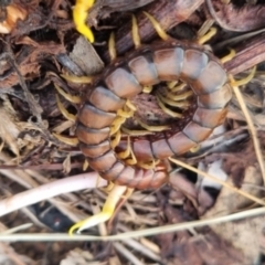 Cormocephalus aurantiipes at QPRC LGA - 17 Apr 2024