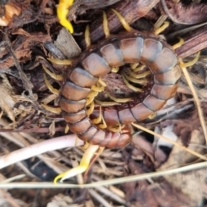 Cormocephalus aurantiipes at QPRC LGA - suppressed