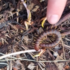 Cormocephalus aurantiipes at QPRC LGA - 17 Apr 2024