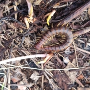 Cormocephalus aurantiipes at QPRC LGA - suppressed