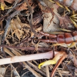 Cormocephalus aurantiipes at QPRC LGA - suppressed