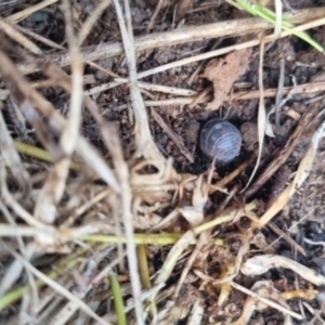 Armadillidium vulgare at QPRC LGA - 17 Apr 2024